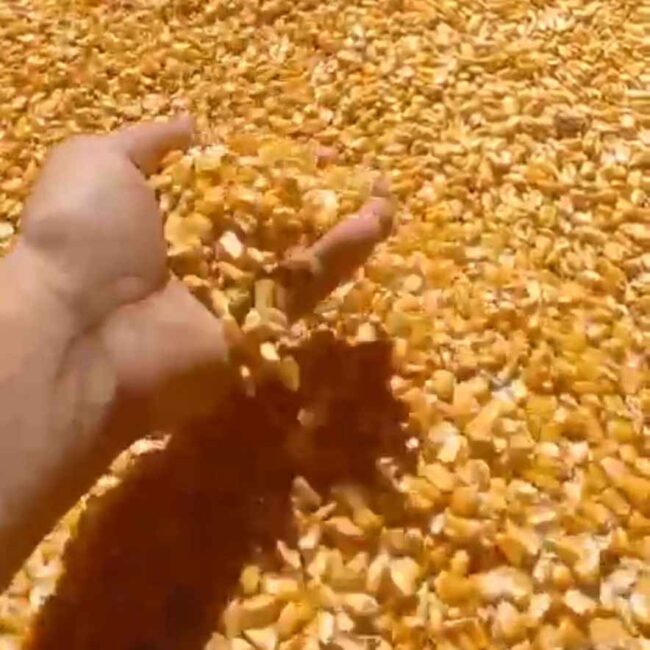bulk corn