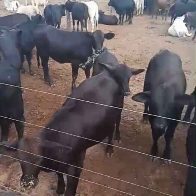 live cattle